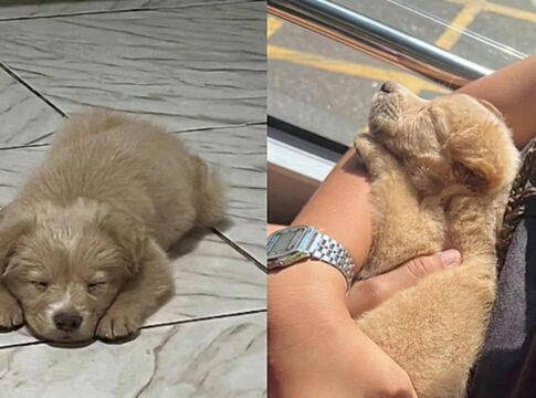 familia-adota-filhote-achando-ser-golden-retriever,-mas-pet-surpreende