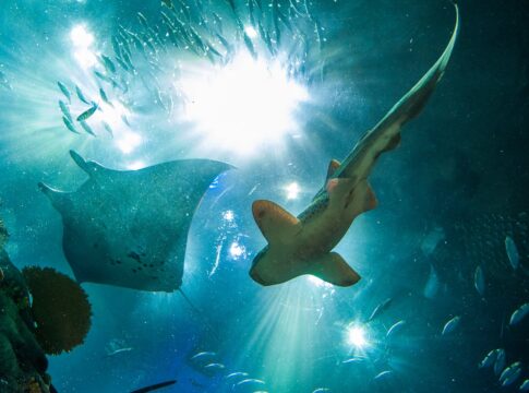 sobreviventes-de-milhoes-de-anos,-tubaroes-talvez-nao-sobrevivam-a-nos