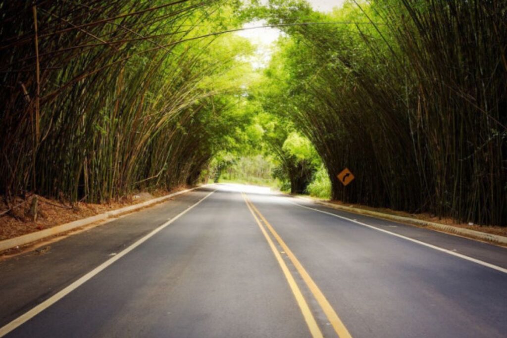 tunel-natural-de-bambu-atrai-turistas-para-o-interior-de-sao-paulo