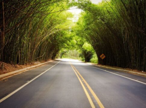 tunel-natural-de-bambu-atrai-turistas-para-o-interior-de-sao-paulo