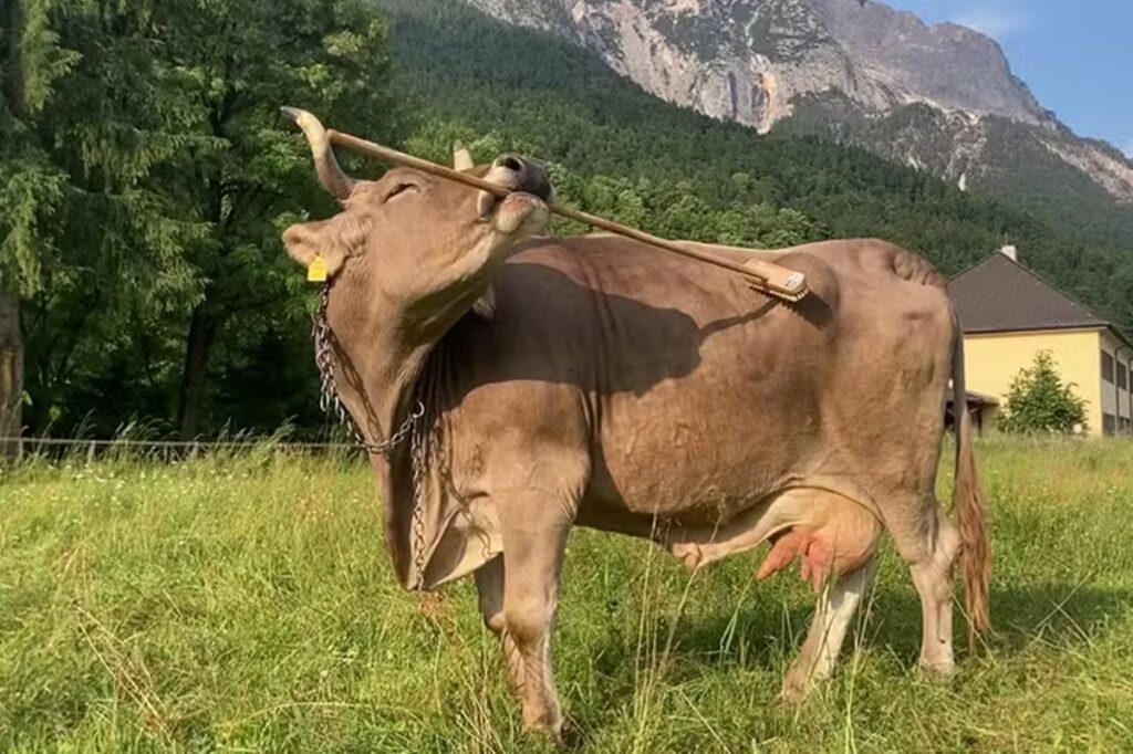 pela-primeira-vez,-vaca-e-filmada-usando-ferramentas-para-se-cocar.-veja-video