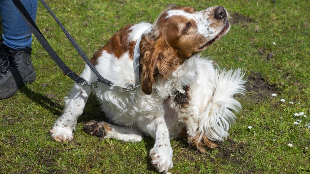 pets-com-coceira-frequente-podem-ficar-mais-ansiosos,-diz-veterinaria