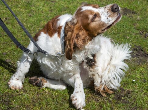 pets-com-coceira-frequente-podem-ficar-mais-ansiosos,-diz-veterinaria