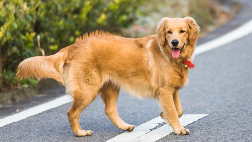 quer-ter-um-golden?-veja-5-detalhes-que-ninguem-te-conta-sobre-a-raca