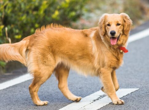 quer-ter-um-golden?-veja-5-detalhes-que-ninguem-te-conta-sobre-a-raca