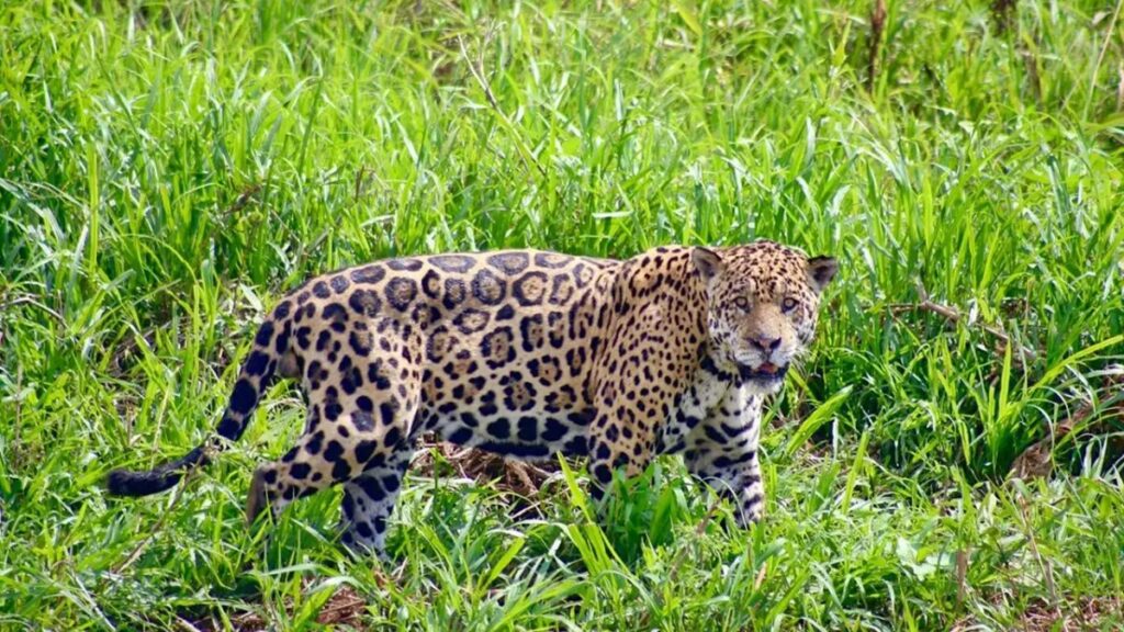 onca-pintada-surpreende-ao-ficar-lado-a-lado-com-equipe-de-filmagem