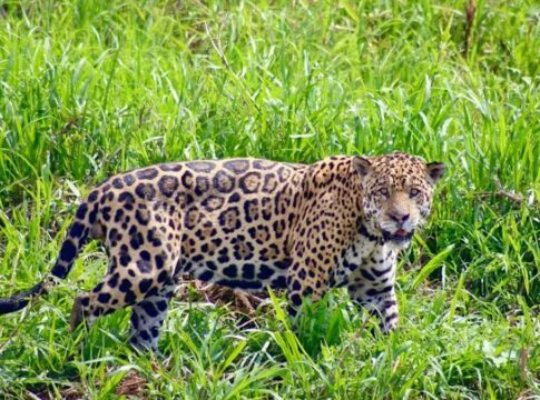 onca-pintada-surpreende-ao-ficar-lado-a-lado-com-equipe-de-filmagem