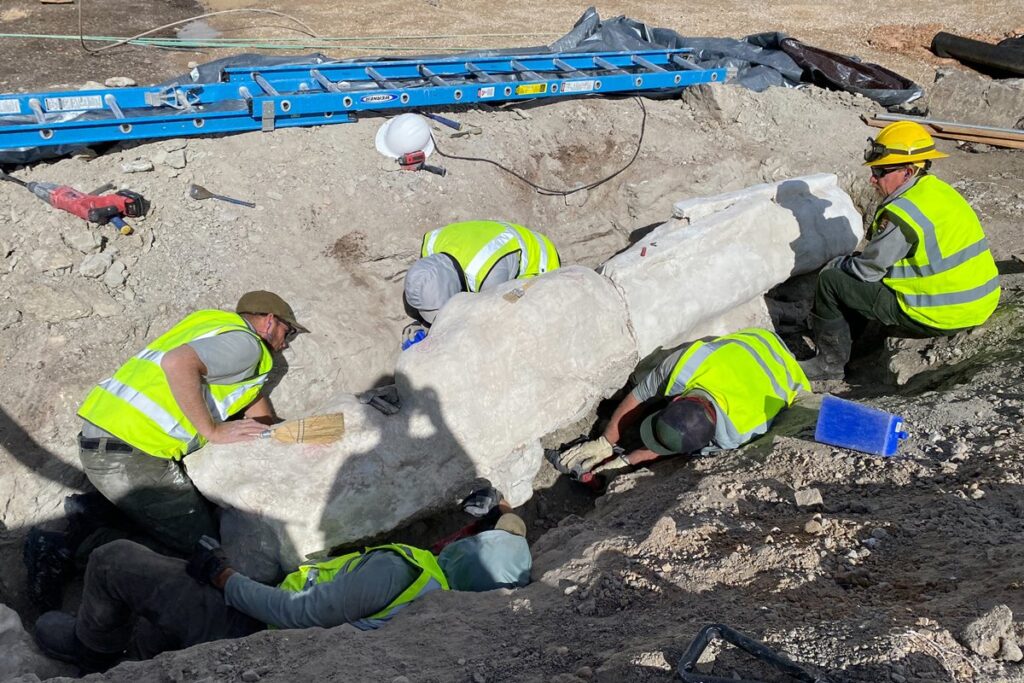 fossil-de-dinossauro-e-encontrado-em-obra-de-estacionamento-nos-eua