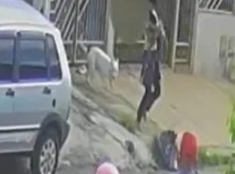 pitbull-escapa-de-casa-e-ataca-crianca-de-dois-anos-em-goiania.-veja-video