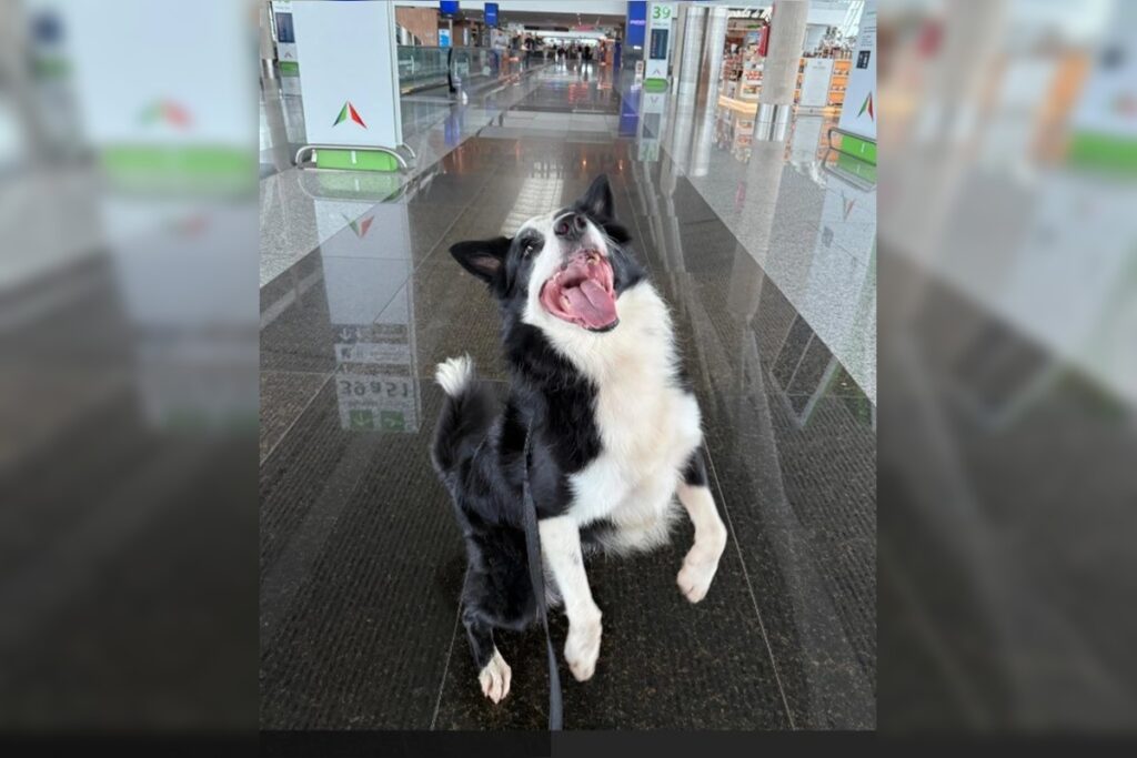conheca-max,-border-collie-que-vai-combater-o-trafico-no-aeroporto-jk