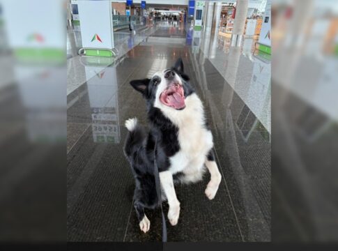 conheca-max,-border-collie-que-vai-combater-o-trafico-no-aeroporto-jk