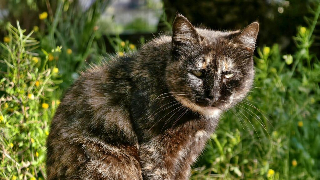 e-verdade-que-os-gatos-conseguem-sentir-energias-negativas?-entenda