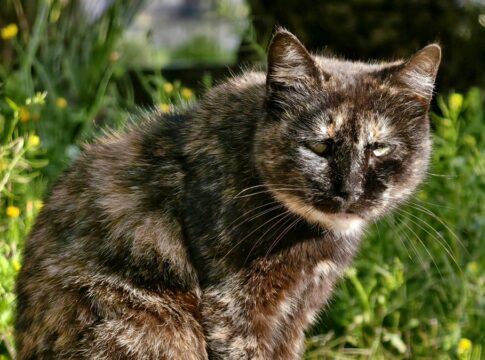 e-verdade-que-os-gatos-conseguem-sentir-energias-negativas?-entenda