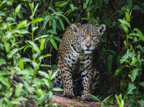 pela-1a-vez,-oncas-pintadas-sao-ouvidas-miando-como-gatos-na-natureza.-veja-video