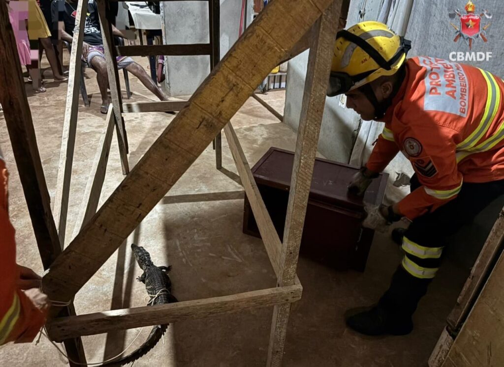 jacare-e-resgatado-em-residencia-de-sao-sebastiao.-veja-video