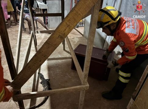 jacare-e-resgatado-em-residencia-de-sao-sebastiao.-veja-video