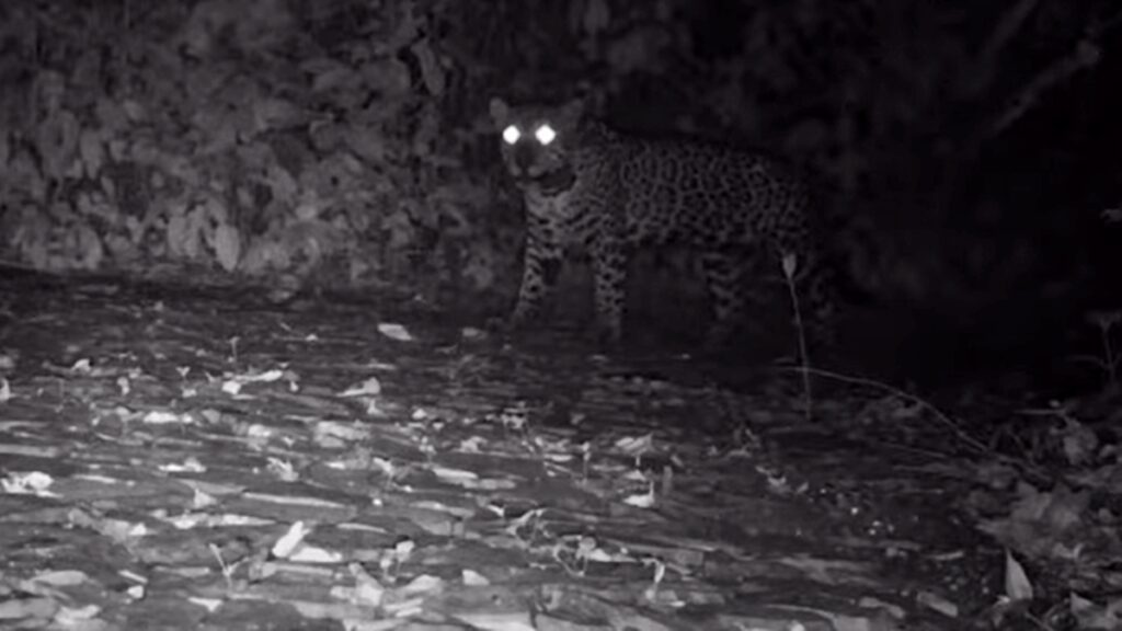 miado-inedito-de-oncas-pintadas-indica-comunicacao-entre-mae-e-filhote