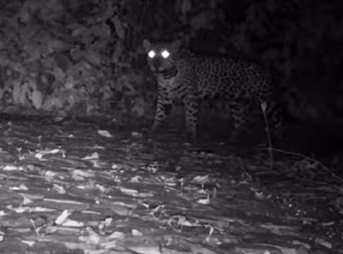 miado-inedito-de-oncas-pintadas-indica-comunicacao-entre-mae-e-filhote