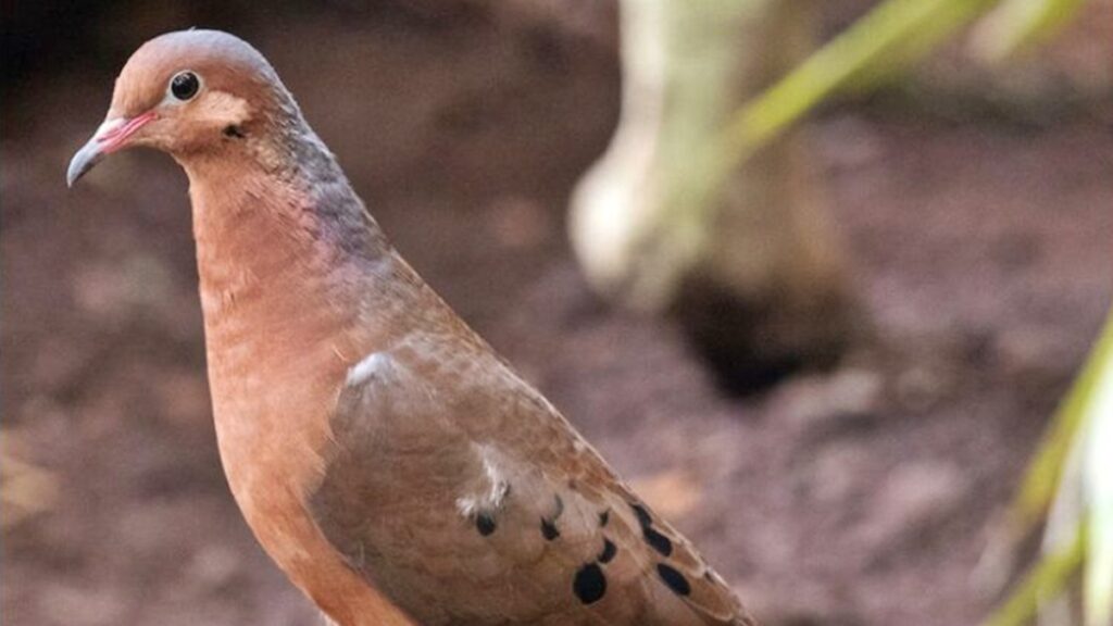 apos-mais-de-50-anos-de-extincao,-ave-da-a-luz-filhotes-em-zoologico