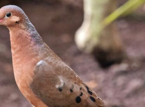 apos-mais-de-50-anos-de-extincao,-ave-da-a-luz-filhotes-em-zoologico