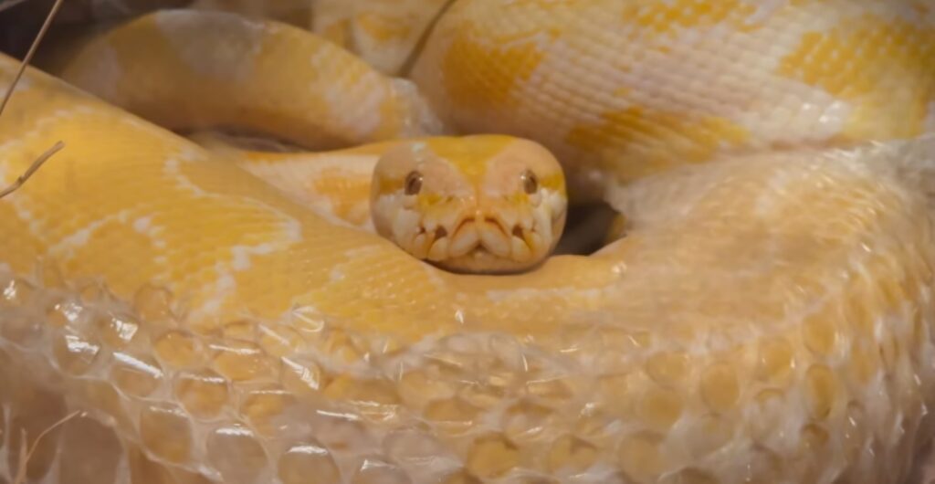 piton-albina-e-flagrada-trocando-de-pele-em-parque-no-ms.-video