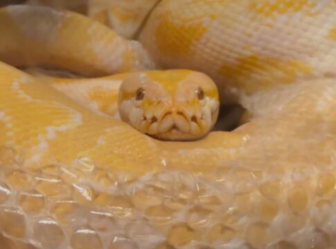 piton-albina-e-flagrada-trocando-de-pele-em-parque-no-ms.-video