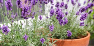 estas-plantas-gostam-de-sol-e-sao-as-melhores-para-colocar-na-varanda