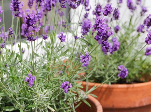 estas-plantas-gostam-de-sol-e-sao-as-melhores-para-colocar-na-varanda