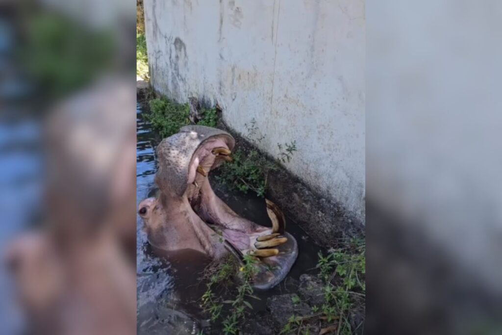 hipopotamo-de-49-anos-fica-doente-e-parque-e-fechado-no-interior-de-sp