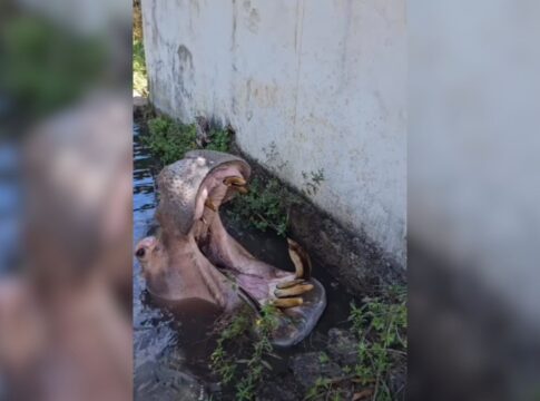 hipopotamo-de-49-anos-fica-doente-e-parque-e-fechado-no-interior-de-sp