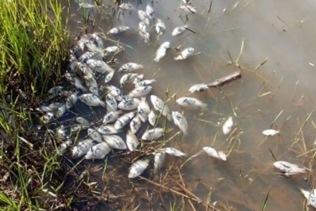 peixes-mortos-causam-interdicao-de-represa-em-regiao-de-ecoturismo