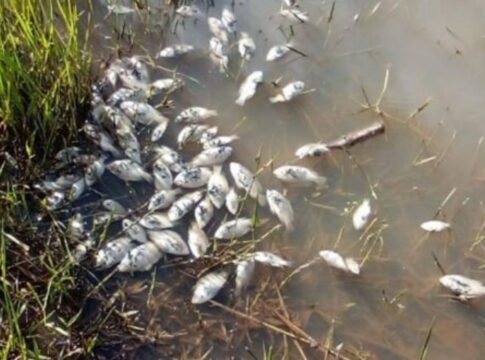 peixes-mortos-causam-interdicao-de-represa-em-regiao-de-ecoturismo