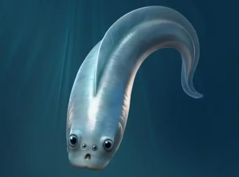 estudo-indica-que-nosso-ancestral-vertebrado-mais-antigo-tinha-4-olhos