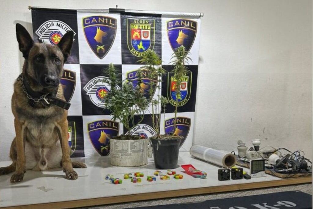 cao-farejador-da-pm-encontra-estufa-de-maconha-dentro-de-comunidade