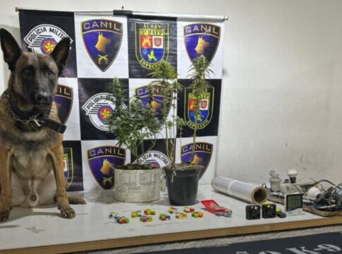 cao-farejador-da-pm-encontra-estufa-de-maconha-dentro-de-comunidade