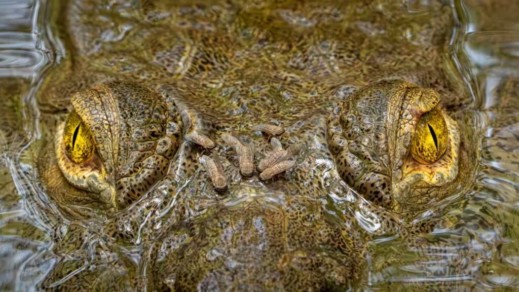 crocodilo-e-flagrado-sendo-atacado-por-moscas-em-fotografia-premiada
