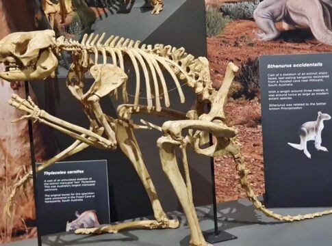 cangurus-gigantes-pesavam-250-kg-e-saltavam-como-os-atuais,-diz-estudo