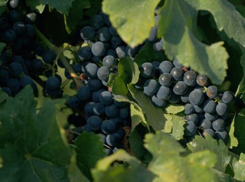 documentario-sobre-cultura-vinicola-no-pais-tem-exibicao-na-tv-brasil