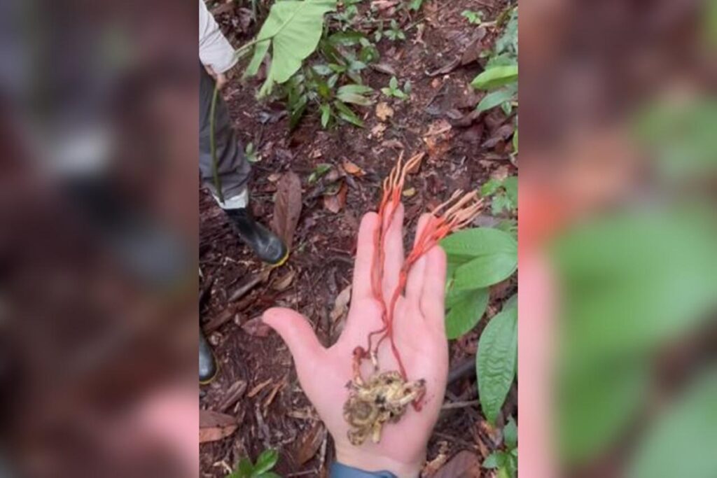 tarantula-infectada-por-fungo-que-a-torna-“zumbi”-e-achada-no-amazonas.-veja-video