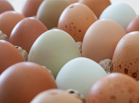 ovo-branco-ou-marrom:-existe-diferenca-nutricional?