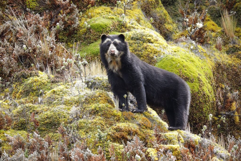 4-animais-exclusivos-da-america-do-sul-que-estao-ameacados-de-extincao