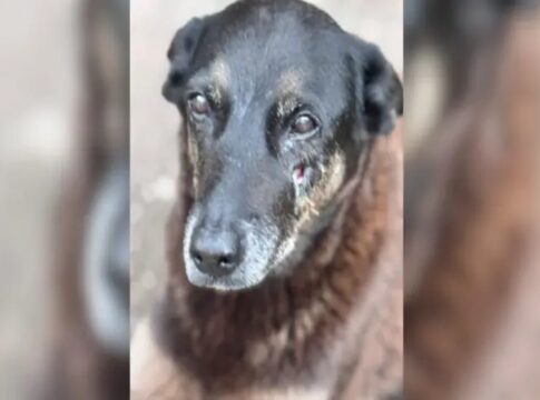 morte-do-cao-orelha:-suspeitos-sao-alvo-de-operacao-policial;-entenda