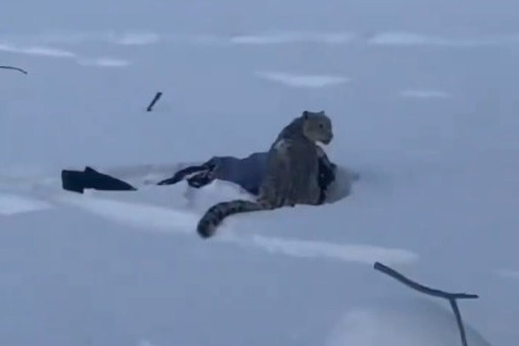 esquiadora-tenta-tirar-foto-de-leopardo-das-neves-e-e-atacada-na-china