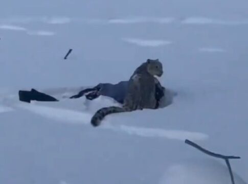 esquiadora-tenta-tirar-foto-de-leopardo-das-neves-e-e-atacada-na-china