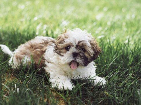 mulher-gasta-r$-260-mil-para-seu-clonar-cachorro-morto-e-se-arrepende