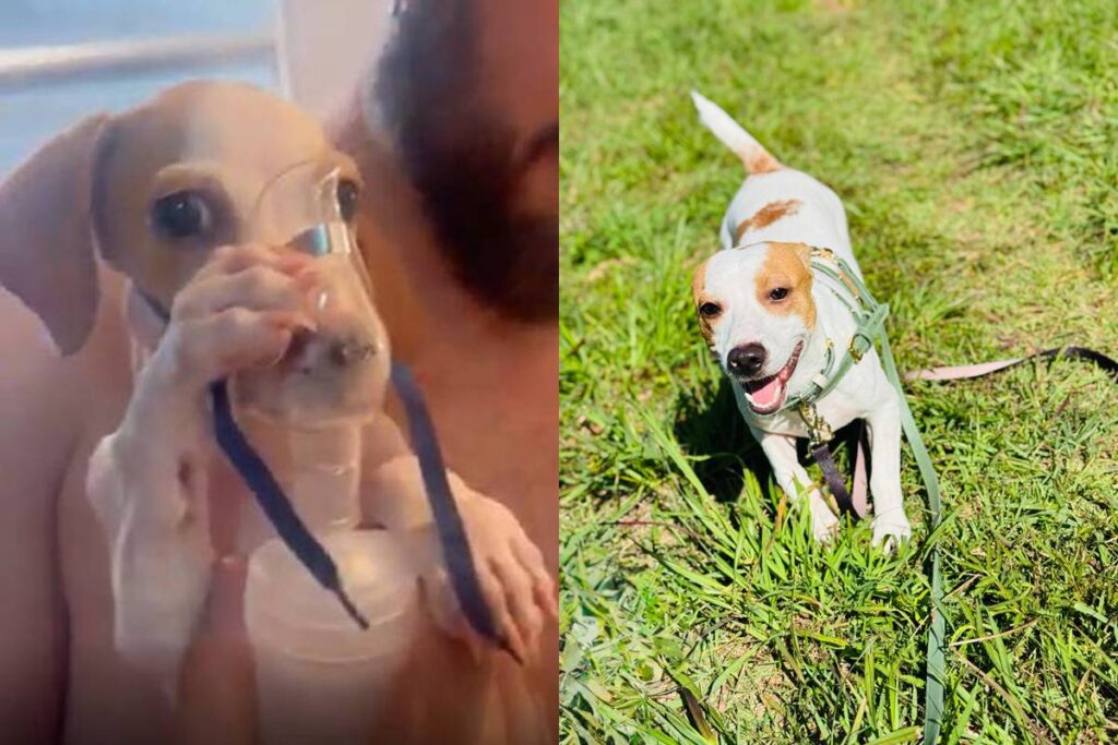 como-esta-tunico,-doguinho-que-viralizou-fazendo-a-propria-nebulizacao.-veja-video