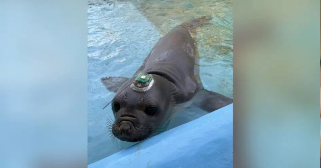 filhote-de-elefante-marinho-passa-por-sc-em-aventura-rumo-a-argentina