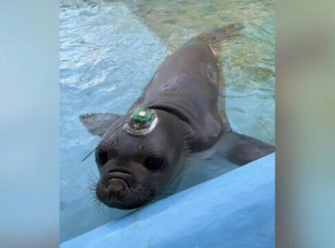filhote-de-elefante-marinho-passa-por-sc-em-aventura-rumo-a-argentina