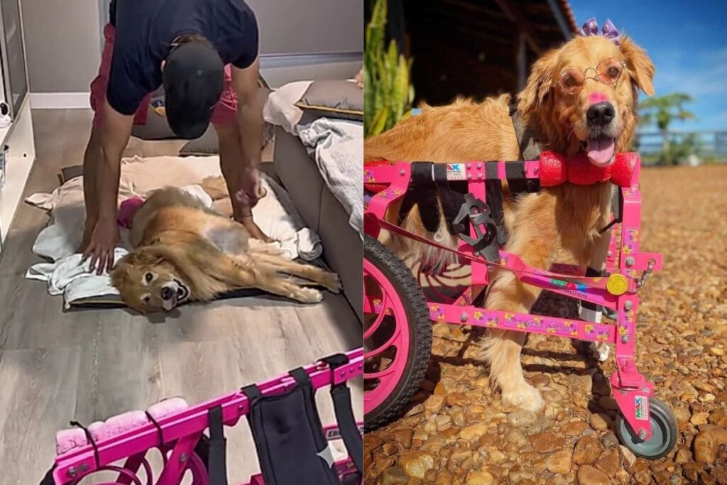 cadela-emociona-ao-rever-sua-cadeira-de-rodas-apos-dias-sem-andar