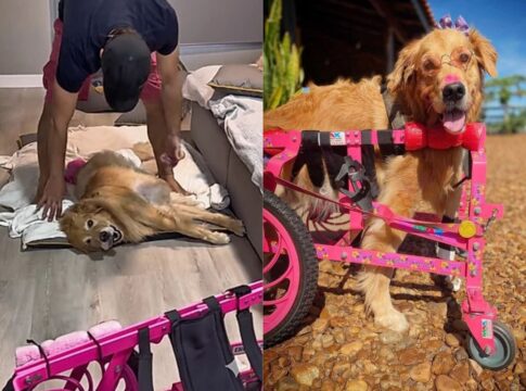 cadela-emociona-ao-rever-sua-cadeira-de-rodas-apos-dias-sem-andar